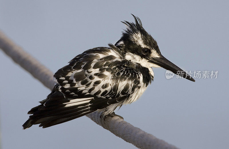 花衣魔笛手(Ceryle rudis)